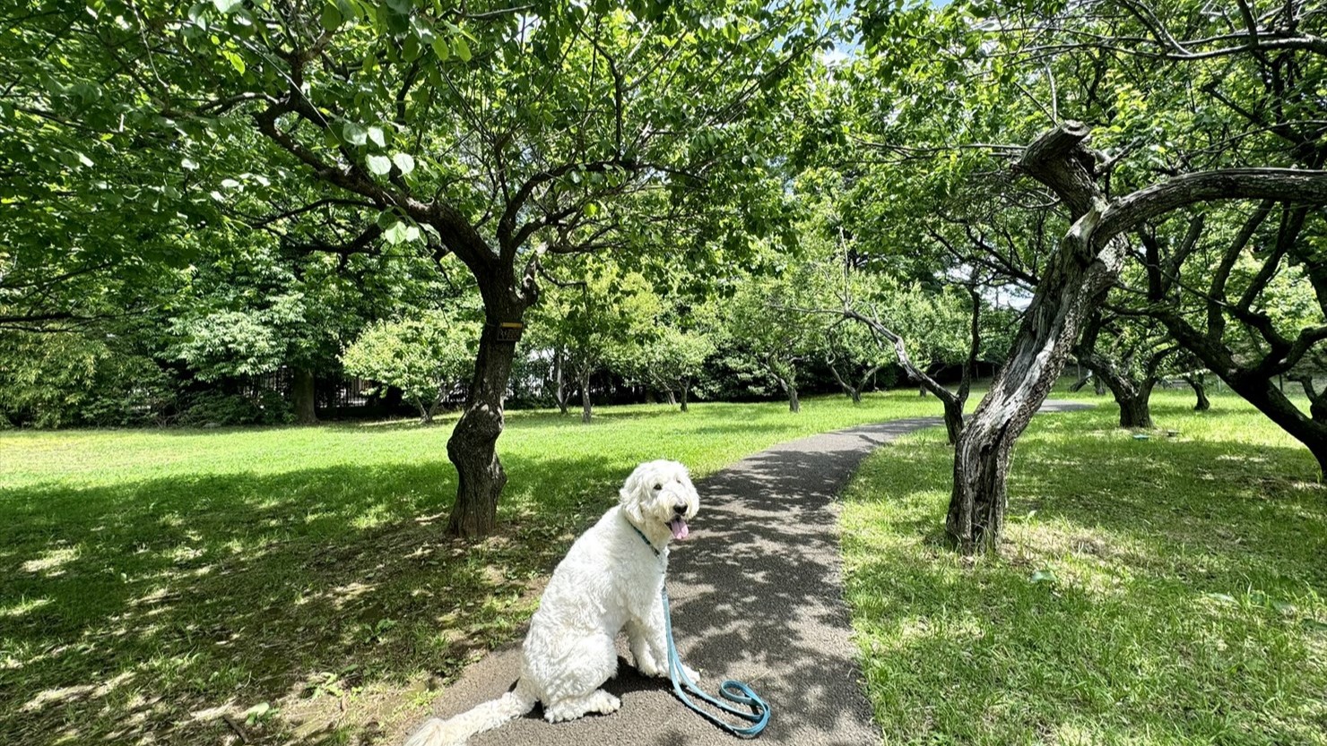 梅林の規模は、それほど大きくない
