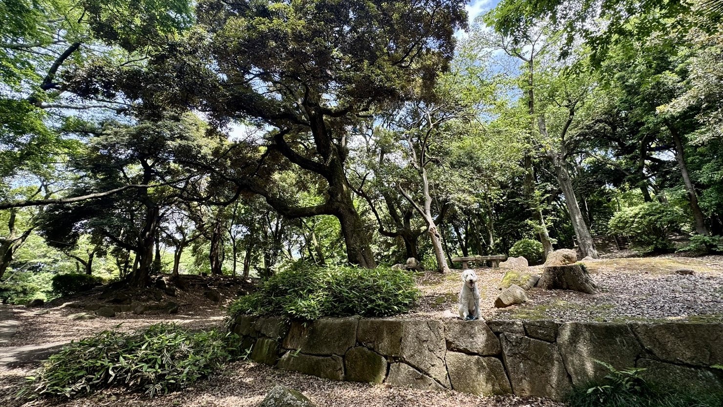 遊具広場の奥の様子。泰楽が乗る石垣は城の跡？