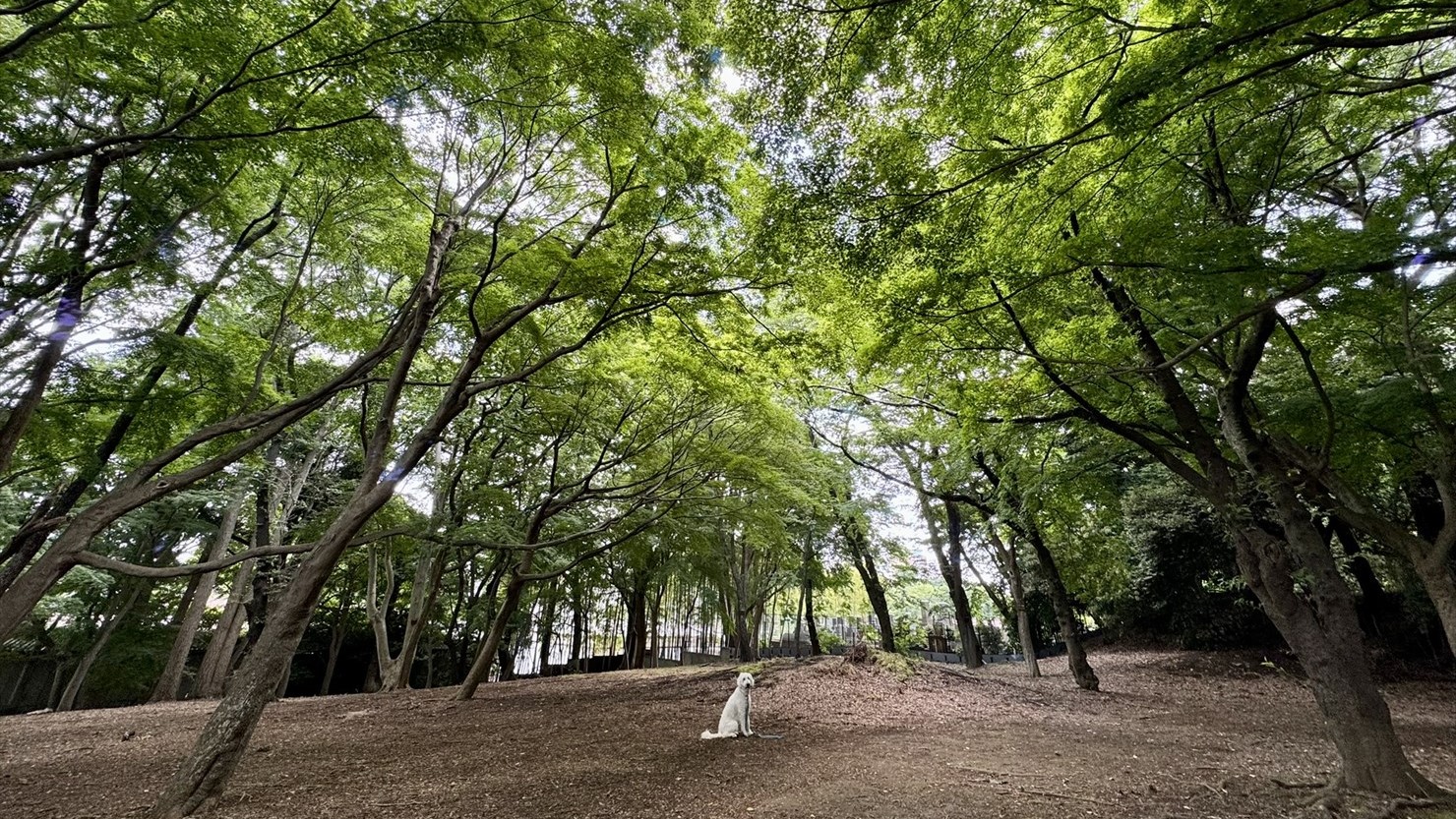 5月はこのように緑一色だが――