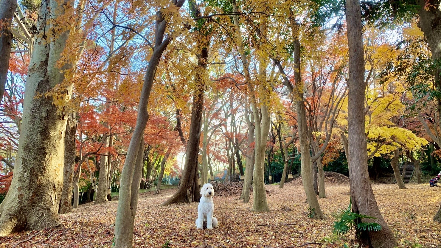 晩秋はこのように鮮やかなグラデーションに染められる。これでも見頃を過ぎていた（数年前の写真）