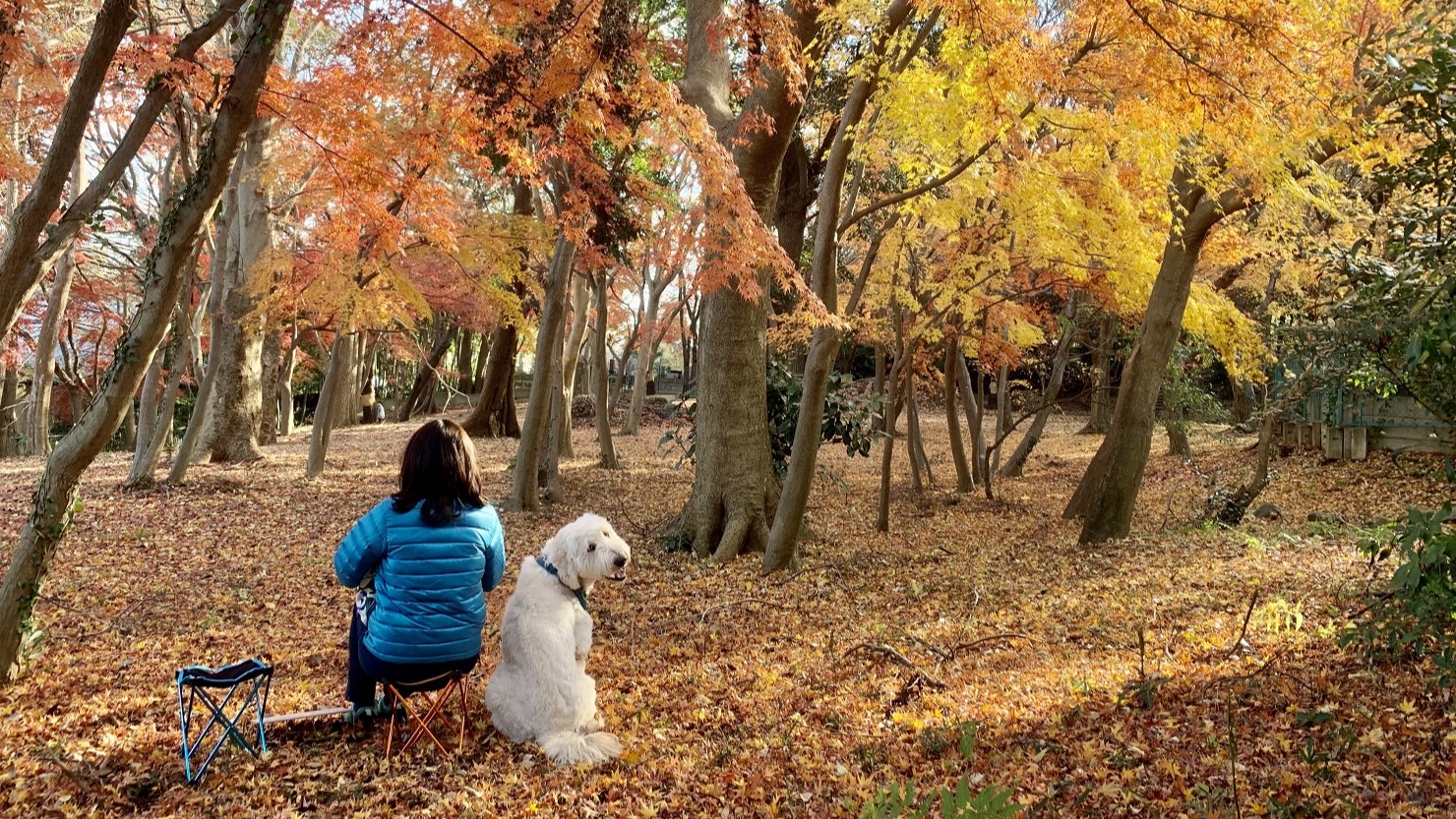 穴場ゆえに愛犬とゆっくりお弁当を食べることができた（数年前の写真）