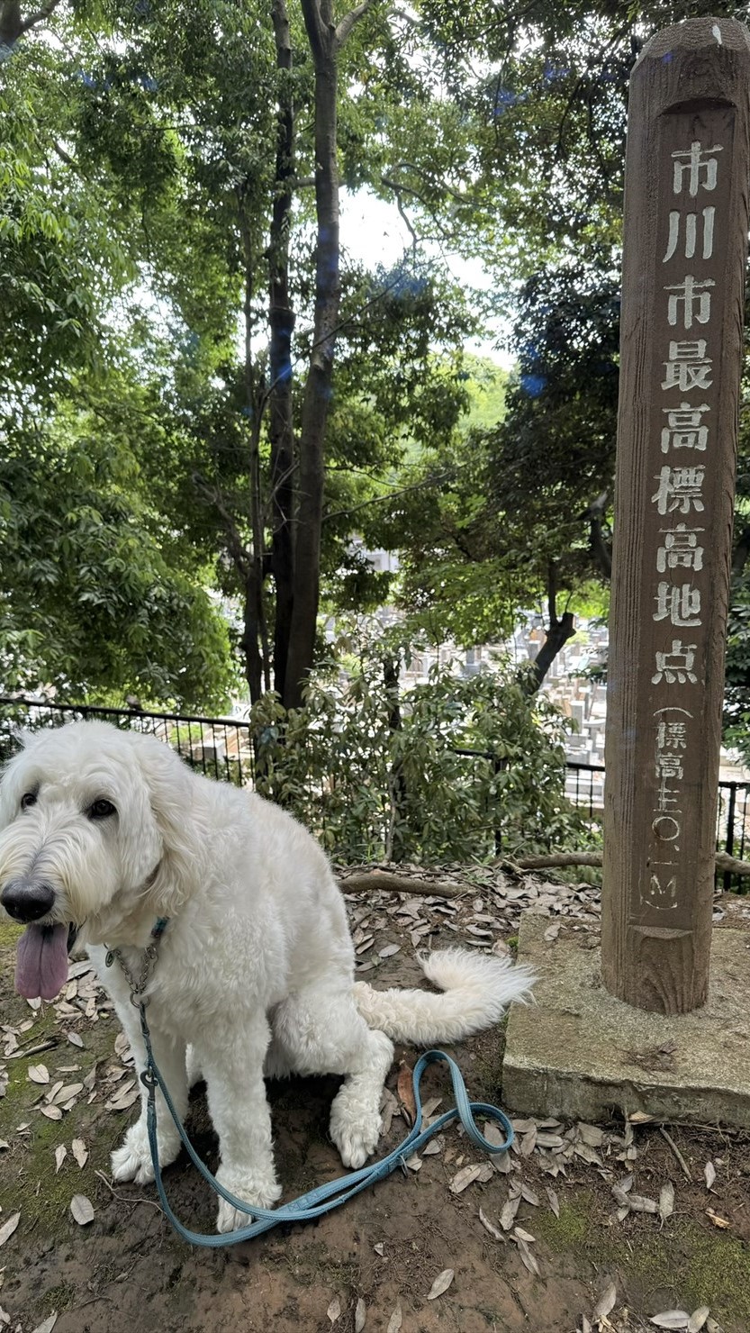園内の帰り道に市川市最高標高地点があった。標高は30.1ｍ