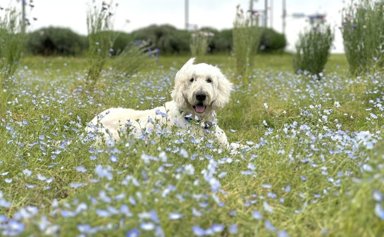 北総花の丘公園（千葉県印西市）のドッグランで愛犬と遊ぼう！～椎名前太の犬と楽しむ公園ガイド