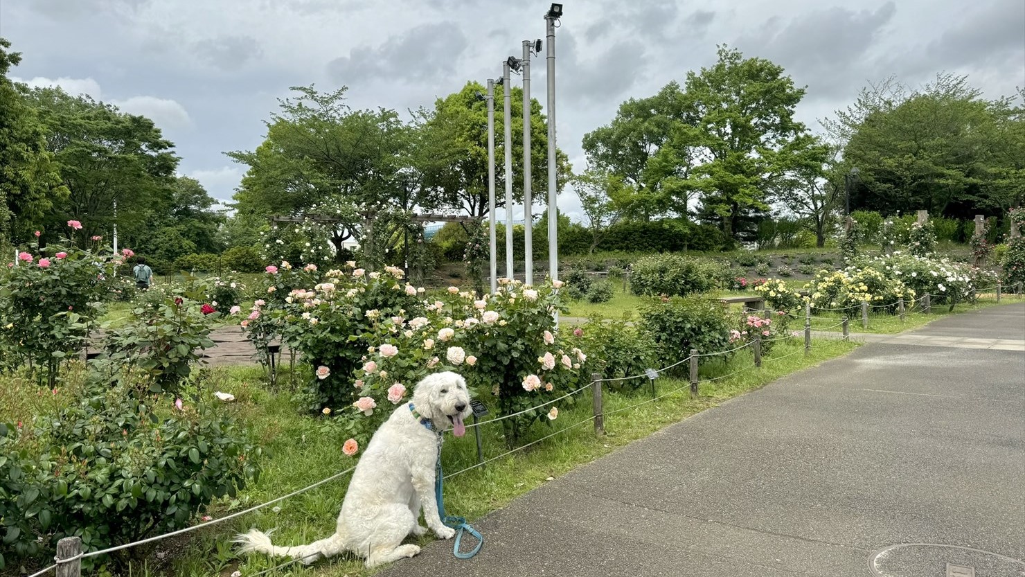 ピークは過ぎていたようだが、まだまだたくさんのバラが咲いていた