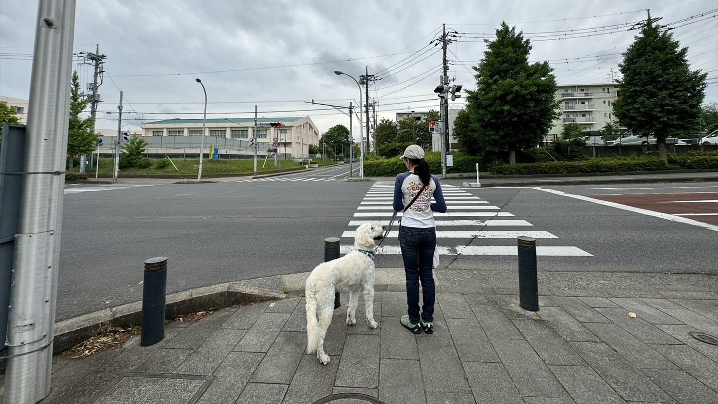 Eゾーンに到着するまで信号がある道路を2回渡る
