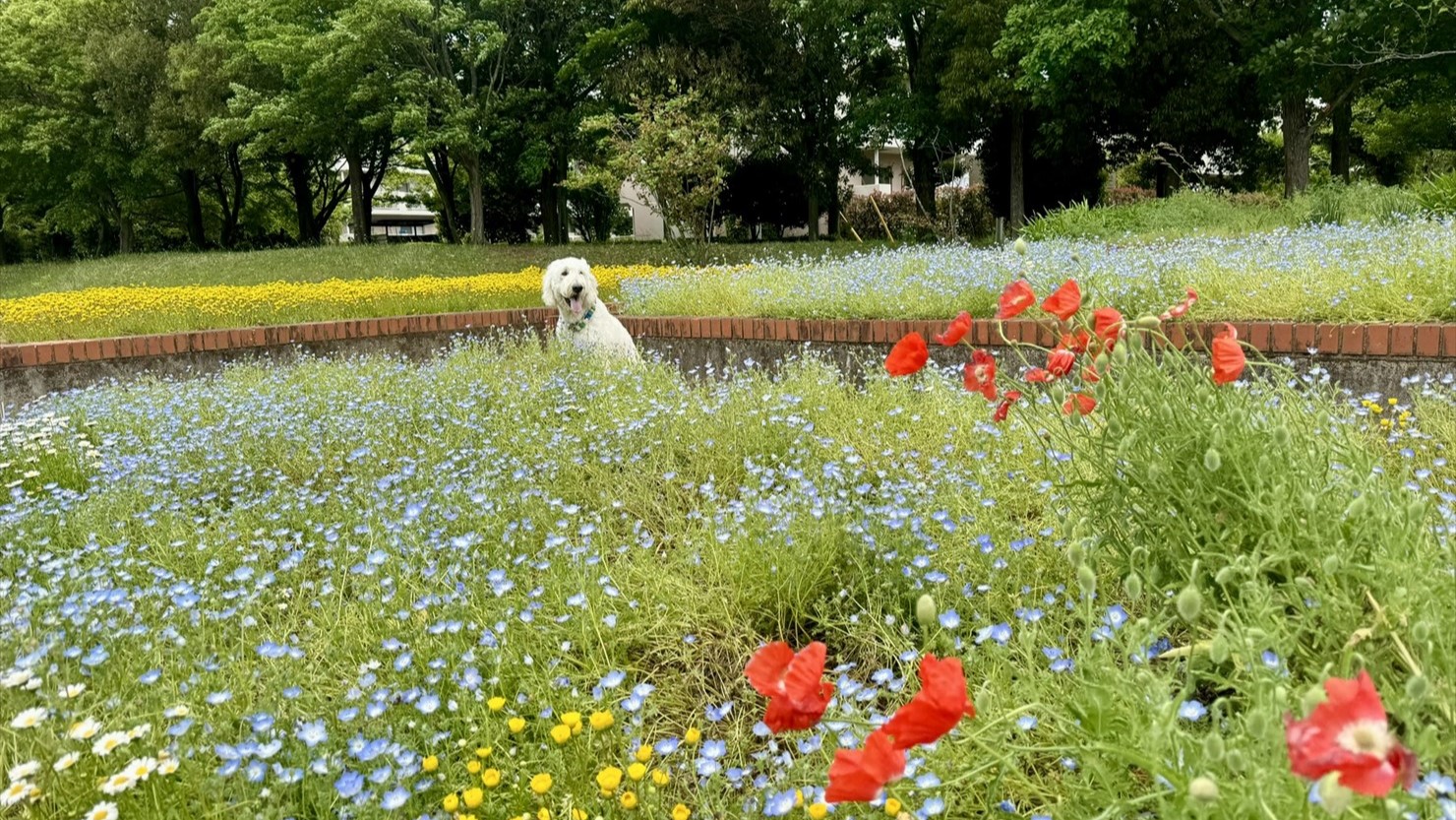 青い花はネモフィラ。もうすぐ植え替えの時期（5月中旬）なので、その前に摘み取り体験会を企画しているそうです