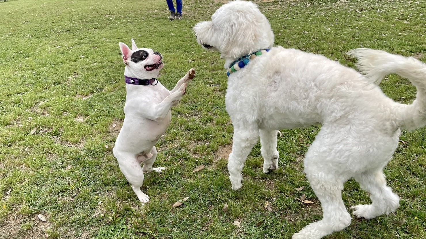 フレンチブルドッグくんのタックルに腰を抜かす泰楽