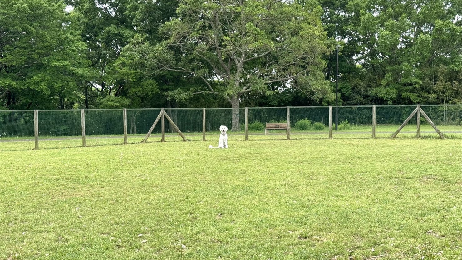 とにかく「マテ（待て）」の練習をする泰楽