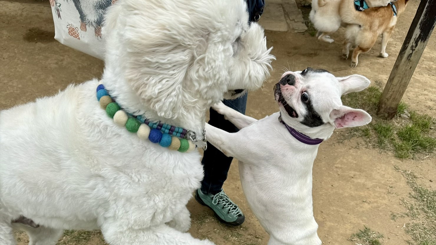 「とにかく遊んでください！」