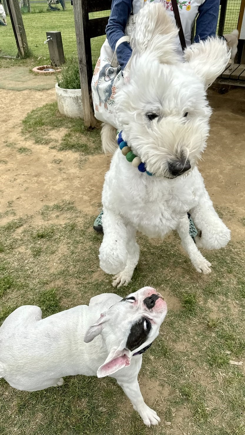 「そこまで言うなら」