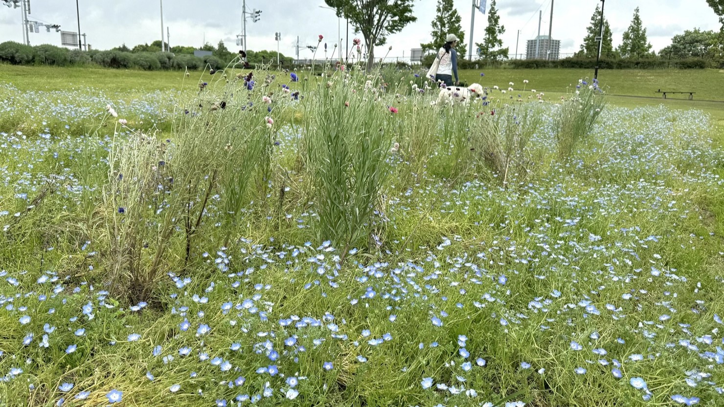 ぎりぎりネモフィラが咲いている状況だった