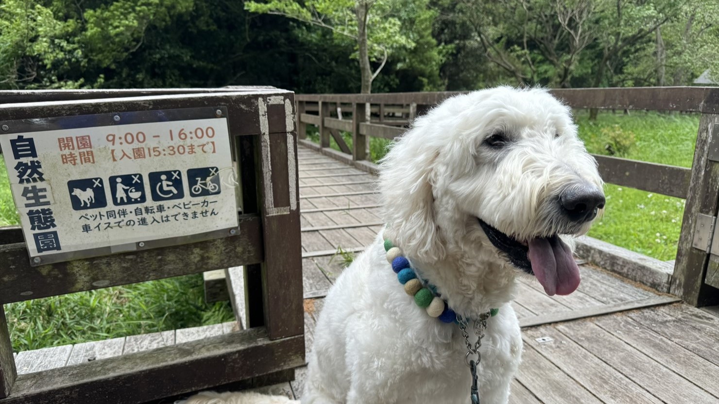 残念ながら自然生態園の木道に犬を連れて入ることはできない