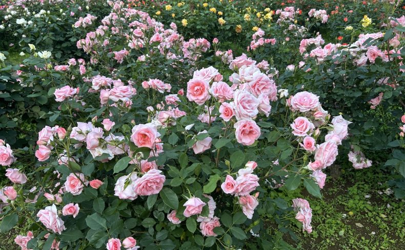 埼玉県「与野本町駅」周辺はバラの花に彩られた芸術の街！在住歴15年以上の私が住みやすさを紹介