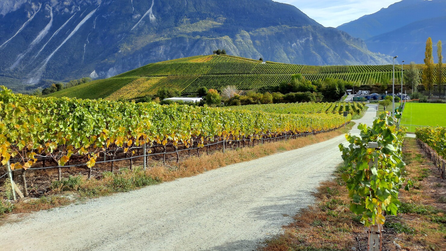 スイス南部ヴァレー州の広大なぶどう畑にあるハイキングコース　© Satomi Iwasawa　　協力：スイス政府観光局 www.myswiss.jp