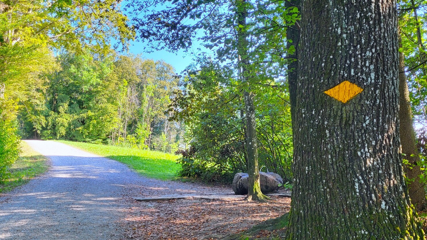 幹にペイントされた黄色いハイキングコースの標識。右手奥には飲料用の噴水も見える　©Satomi Iwasawa　