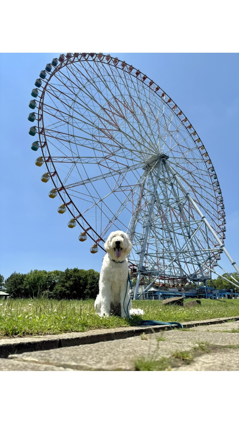 39階建てビルに相当する高さのダイヤと花の大観覧車