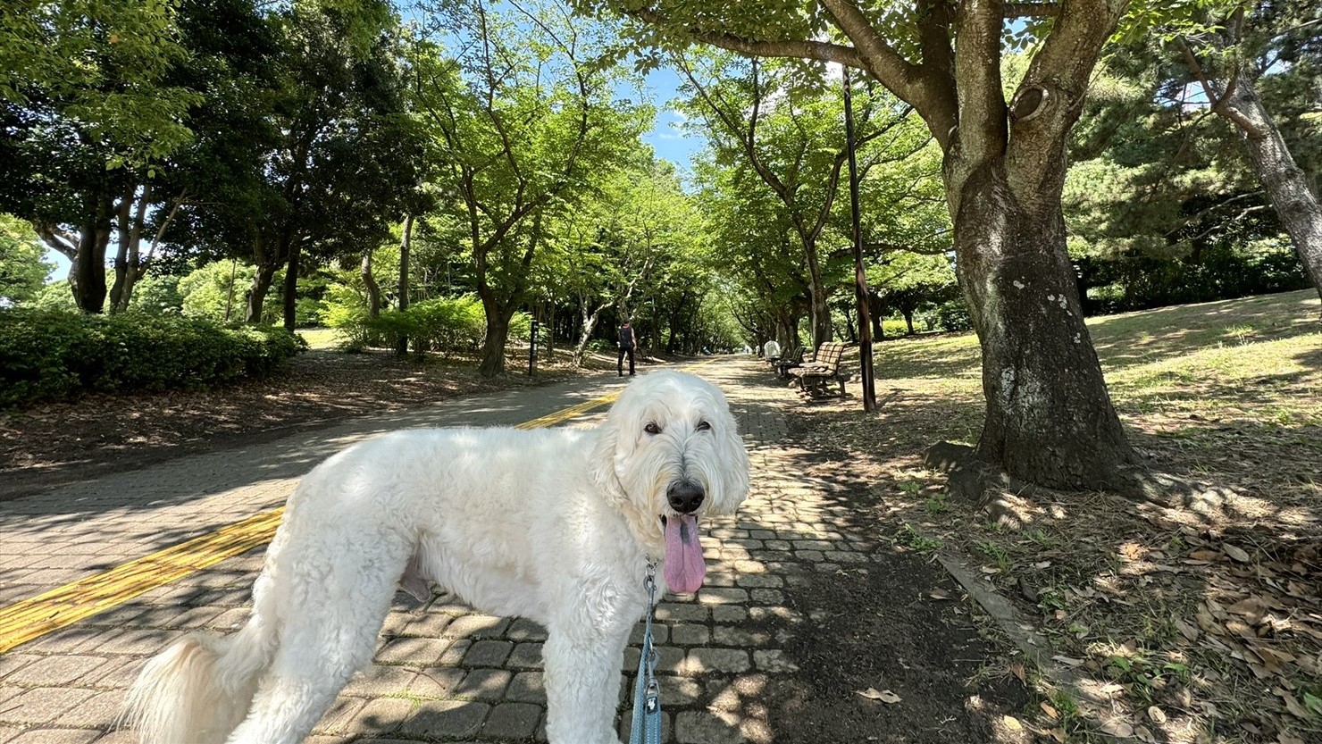 両脇に桜の木が続く葛西臨海公園の園路