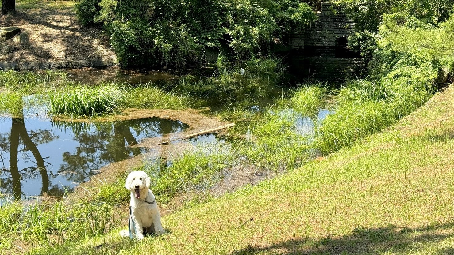 葛西臨海公園の芦ヶ池。しばらく水面を眺めていたが生き物は見つけられなかった