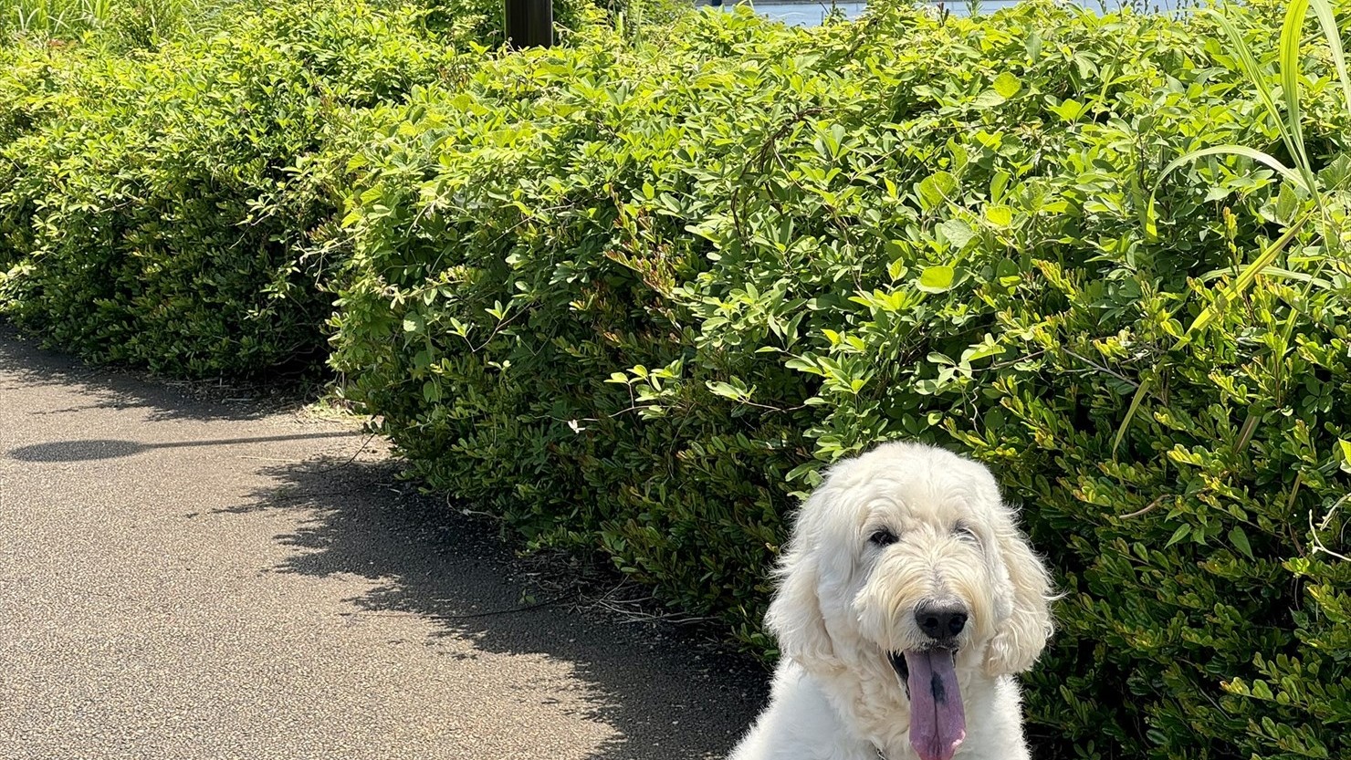 歩いて行くと有名テーマパークがどんどん近づいてきた