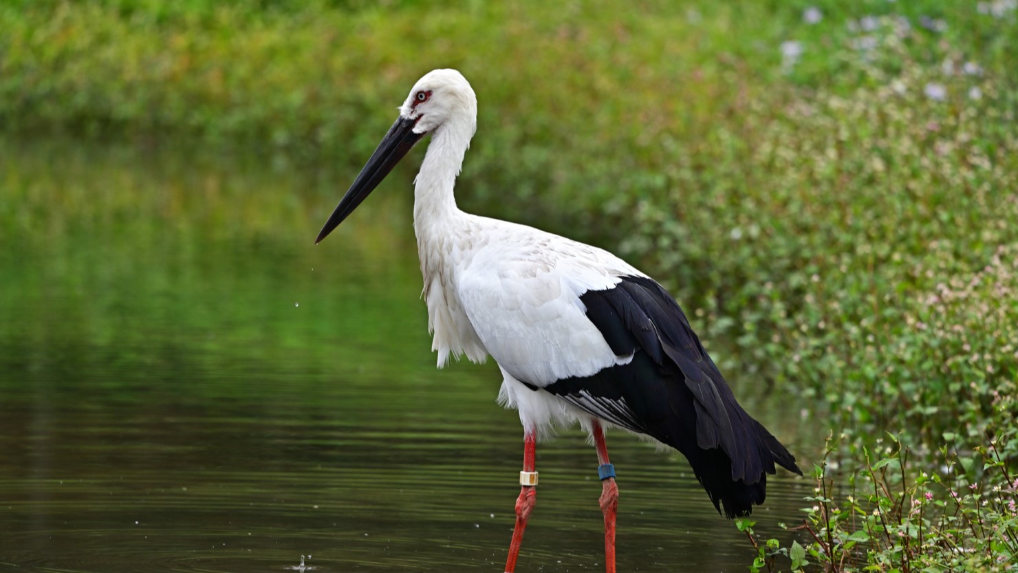 特別天然記念物のコウノトリも定着する小山市