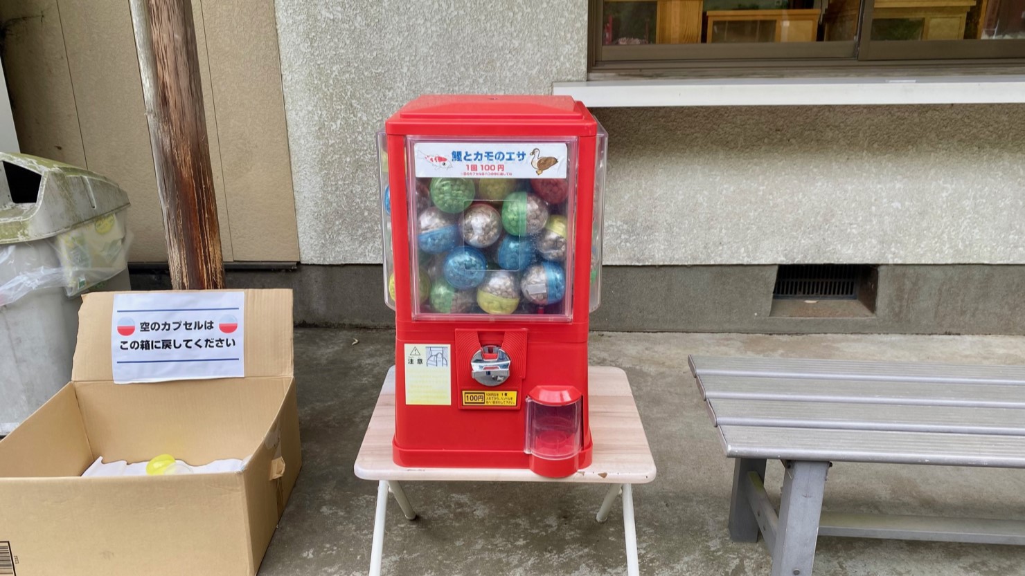 鯉とカモのエサ