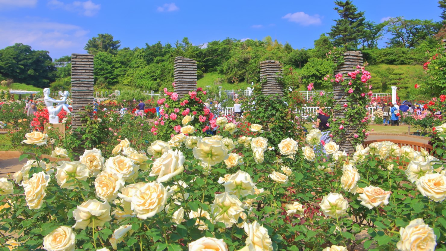 生田緑地　ばら苑