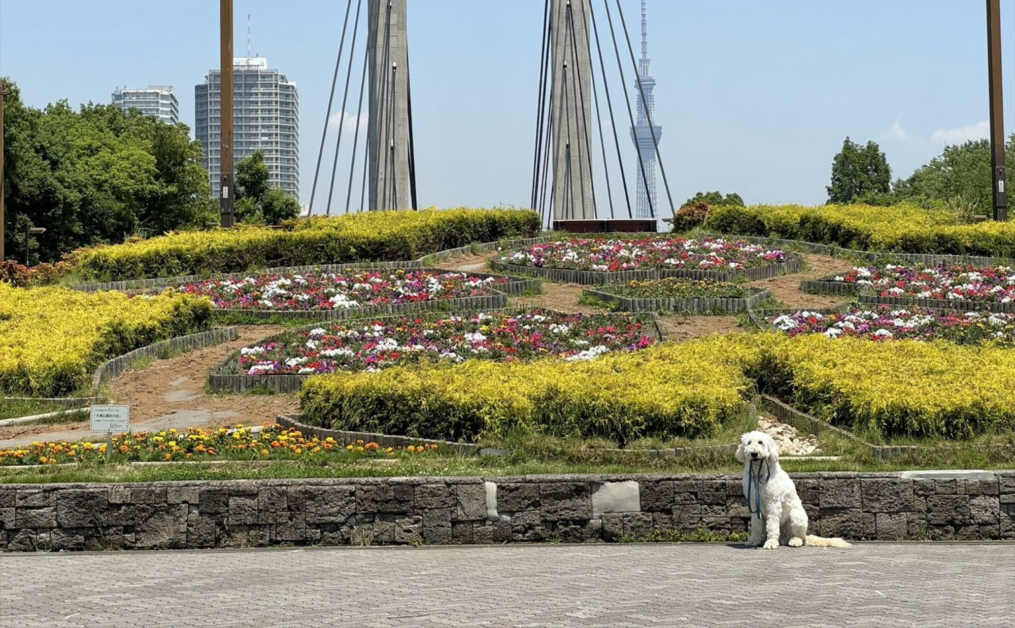 木場公園（江東区）を愛犬と散歩しよう！～椎名前太の犬と楽しむ公園ガイド