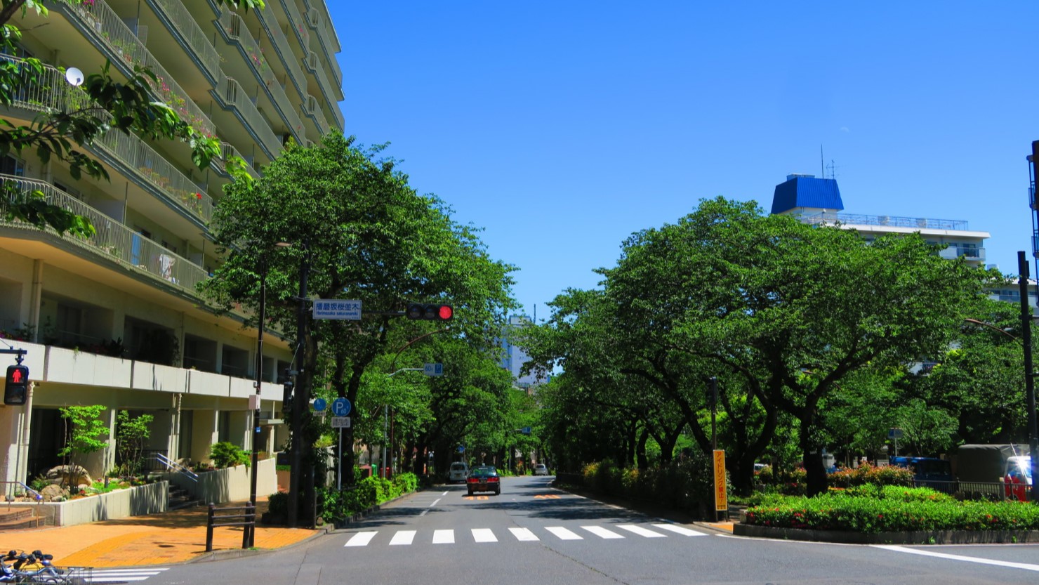 播磨坂の桜並木