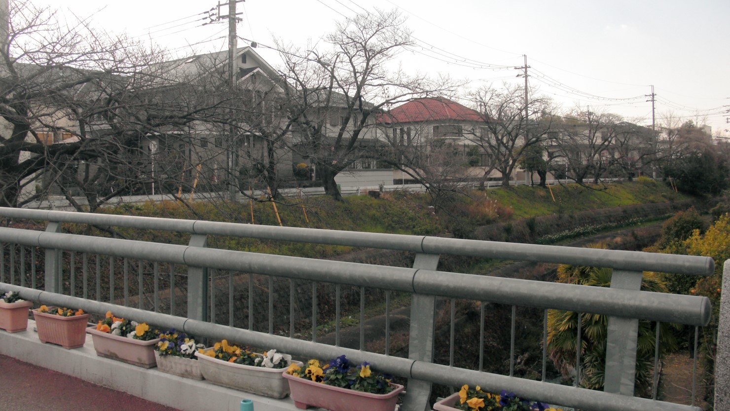 ホタルのシーズンになるとここの橋から天竺川を見下ろす人たちが多く見受けられます