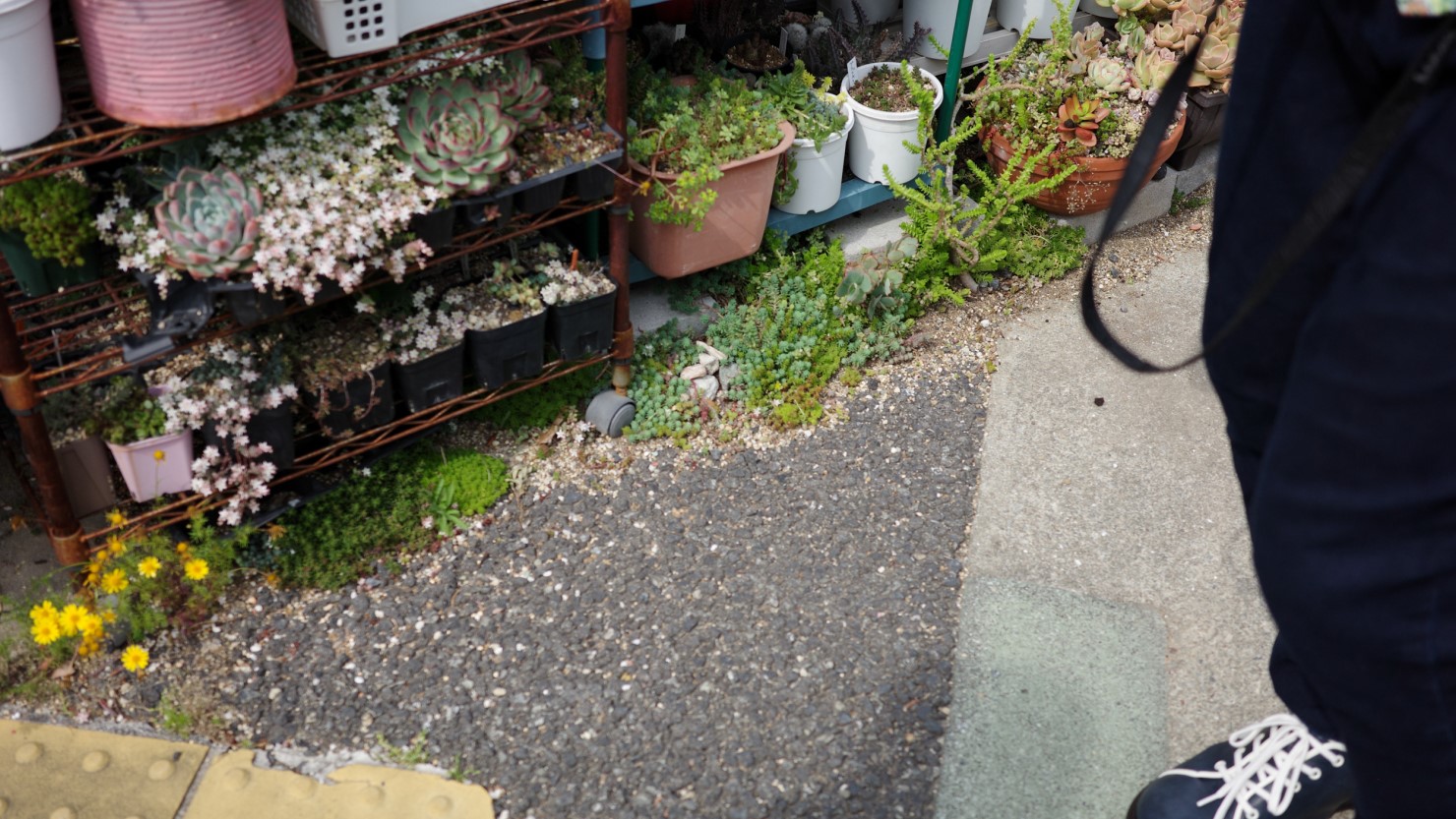 深江南町で見つけた、道端にせり出す植栽。シオプロの森本アリさんによると「砂利にまで生やしていてなかなかレベルが高い」とのこと