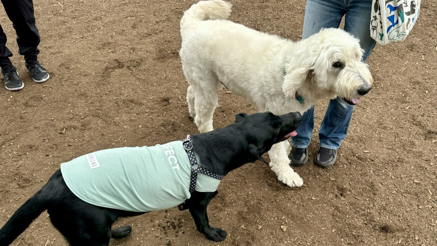 「遊ぼー！」「どこから来たの？」「男の子？女の子？」と泰楽に興味津々のラブラドールくん