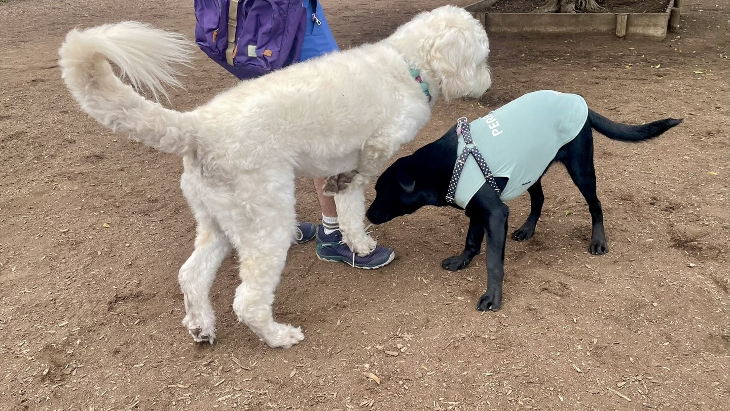生後6ヶ月の子犬に対して大人の余裕を見せようとする泰楽。しかし緊張のあまり飼い主の足を踏んでいる