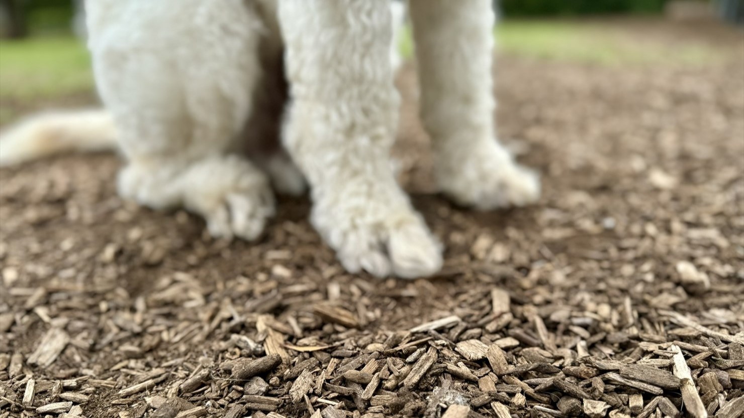 舎人公園のドッグランの地面にはウッドチップが敷き詰められていた