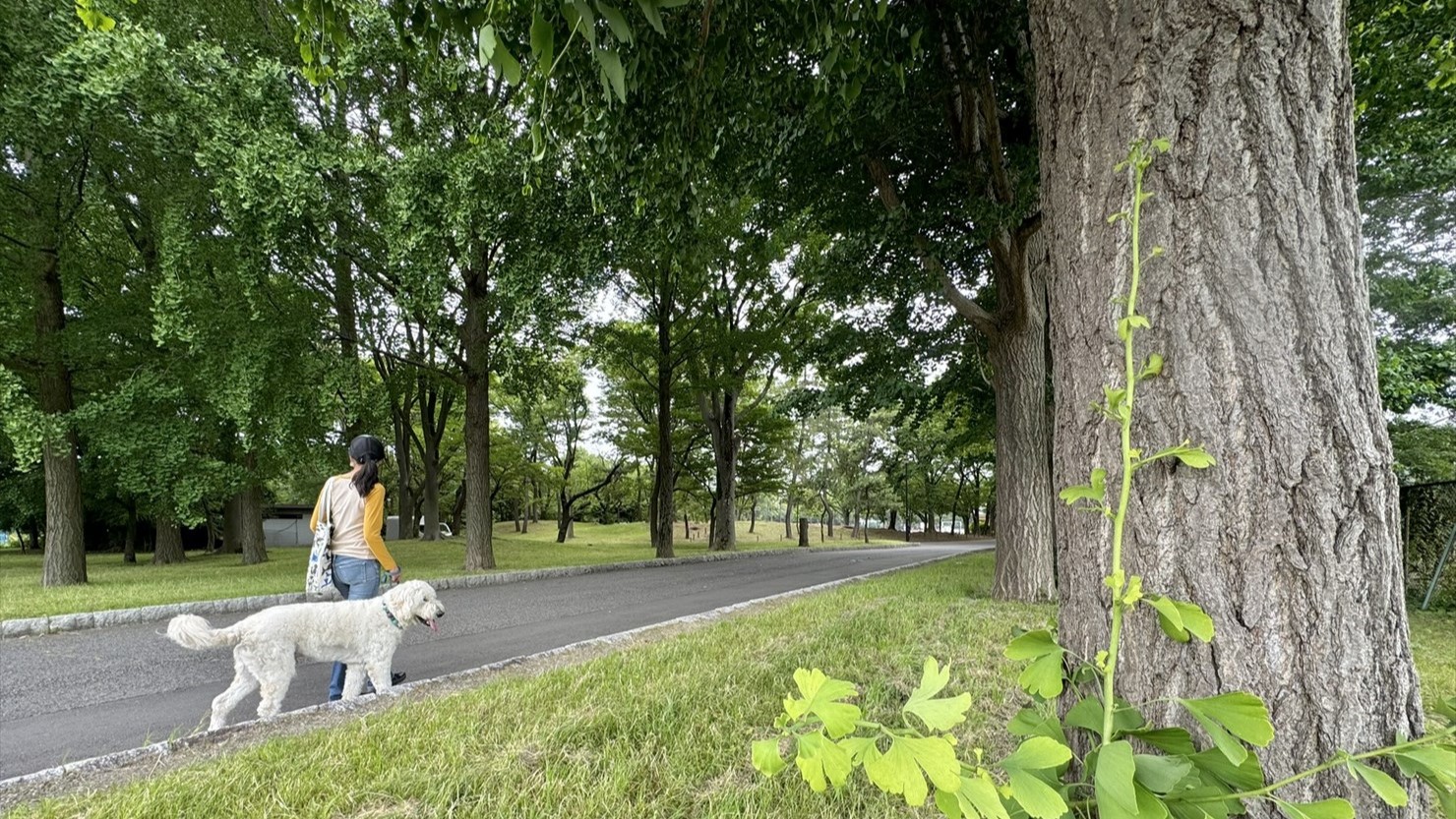 初夏の日差しの下で、さわさわさわ～っとそよ風がイチョウの葉を揺らして追い越して行った