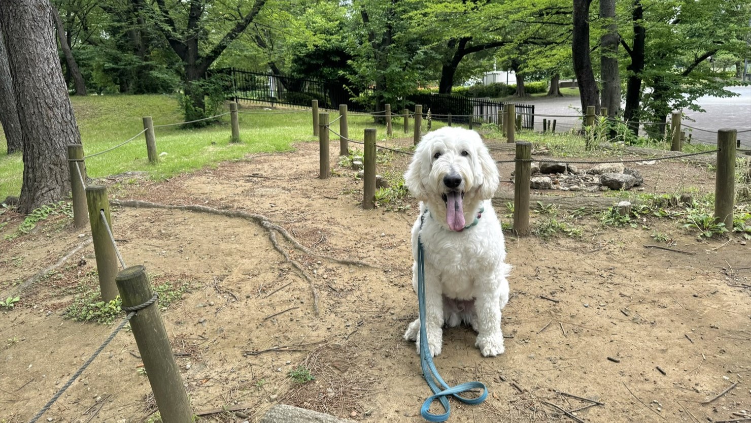 この辺りにレーガン桜があるはずだがわからなかった