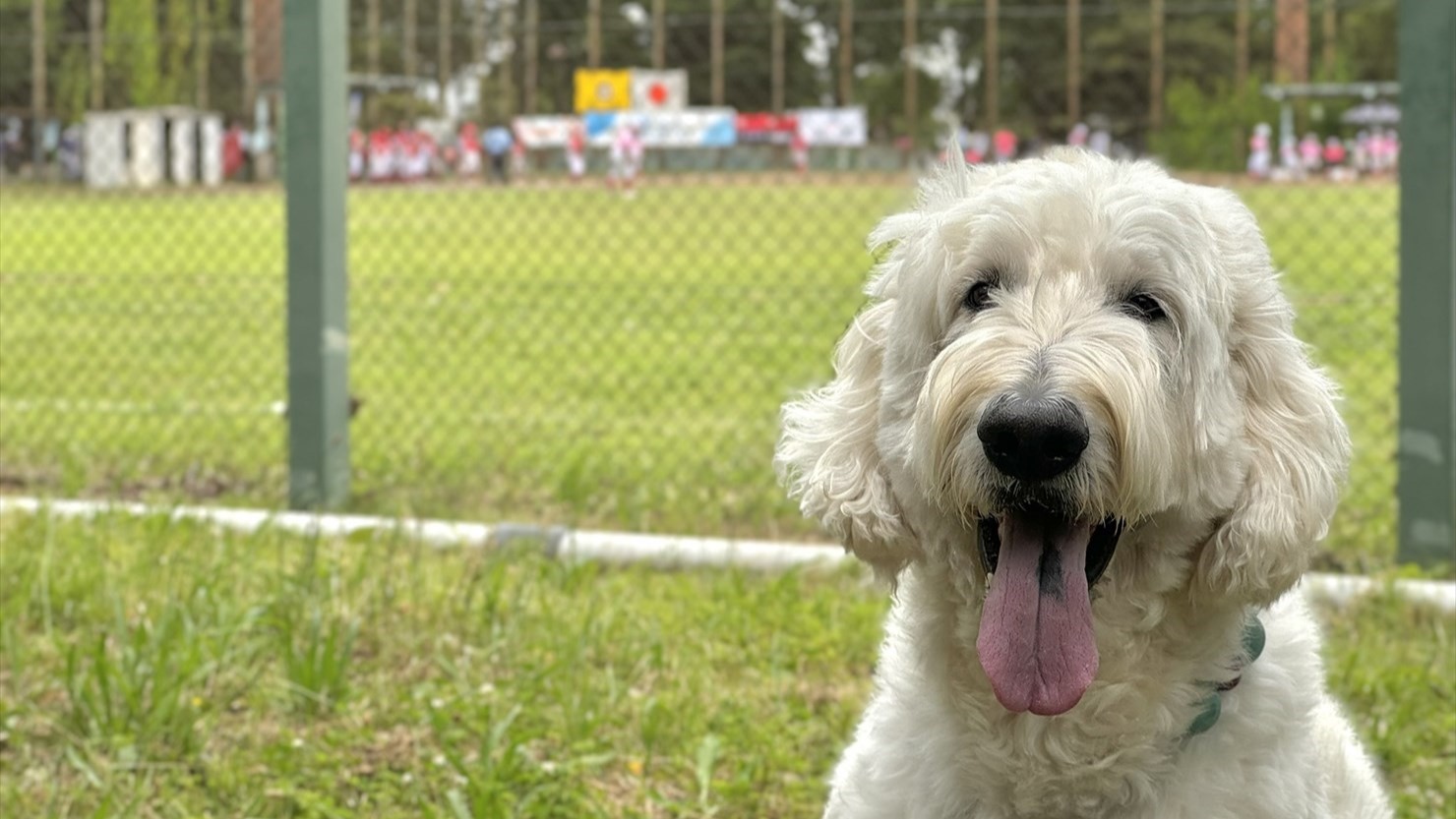 フェンスの奥では女子野球の試合が行われていた