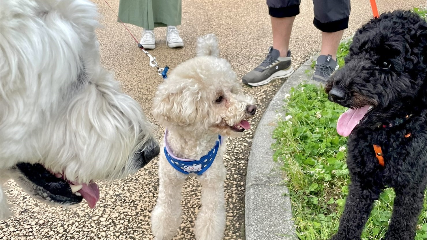 特に泰楽と遊んでくれたトイプードルちゃん（中）とミディアムプードルくん（右）