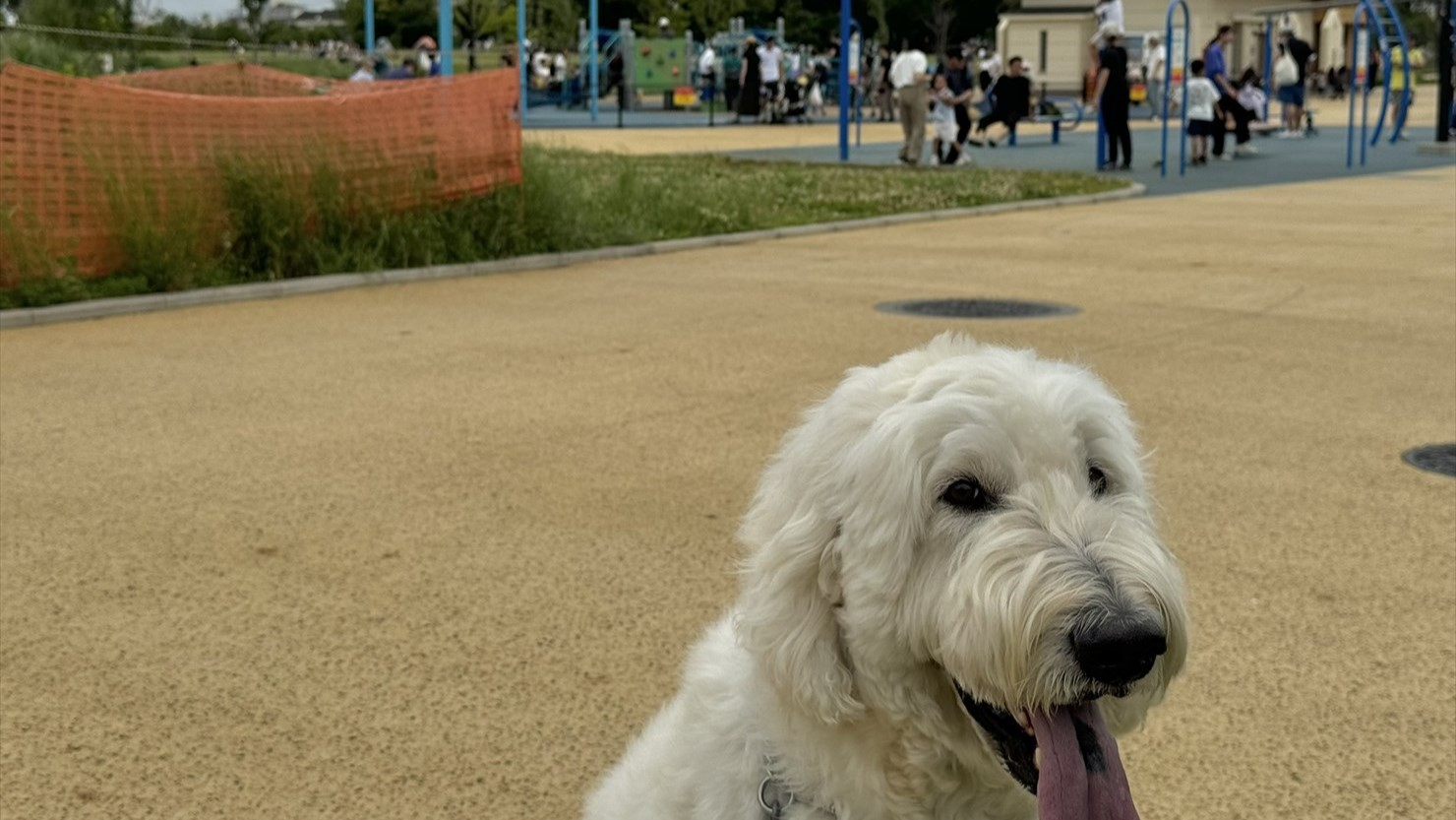 オレンジ色の柵の右側が「健康遊具エリア」で、その奥にあるのが「幼児の遊び場」