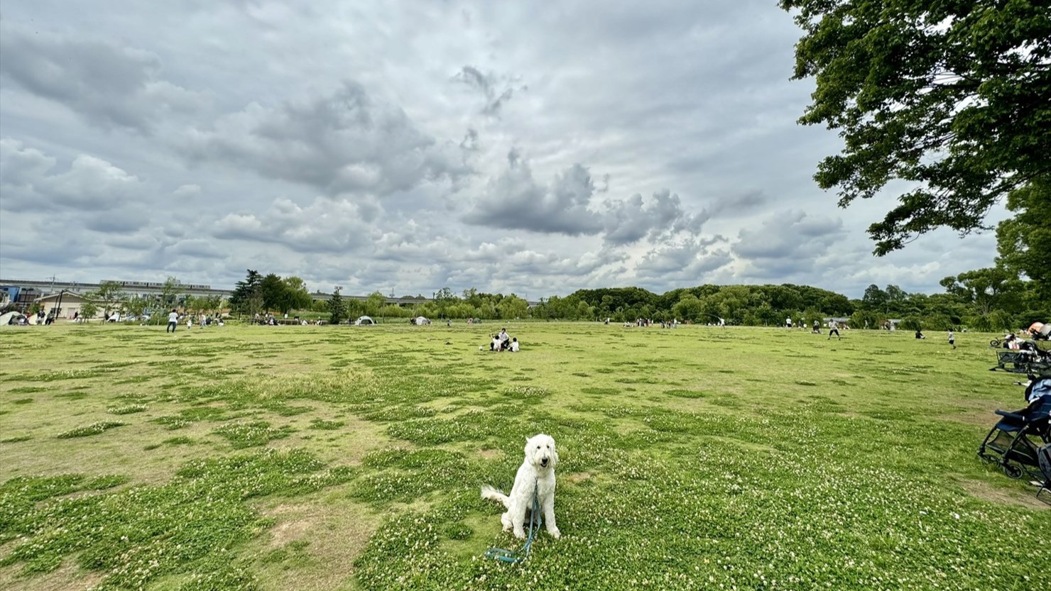 舎人公園のみんなの広場。木陰のほとんどは、簡易テントとレジャーシートで埋まっていた