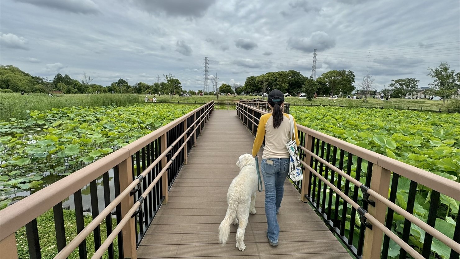 舎人公園の水鳥の池の木道