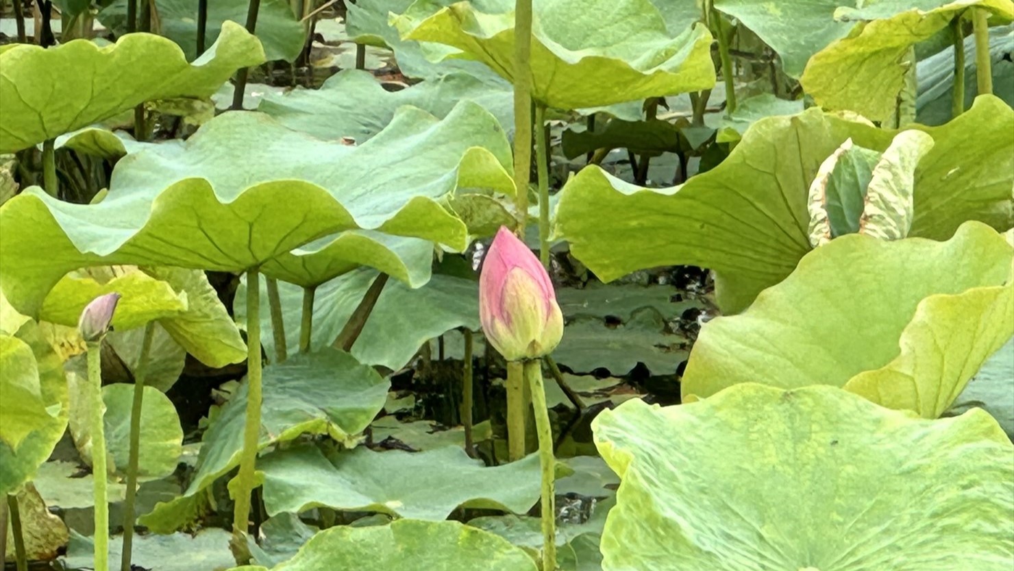 ハスの蕾の多くは、このようにピンクに色づいていた