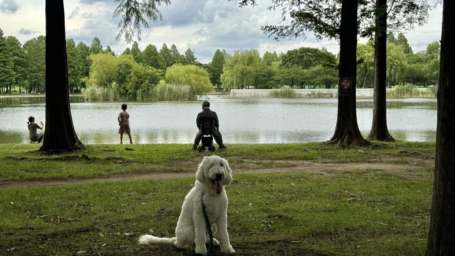 大木に囲まれて凛とした雰囲気の大池
