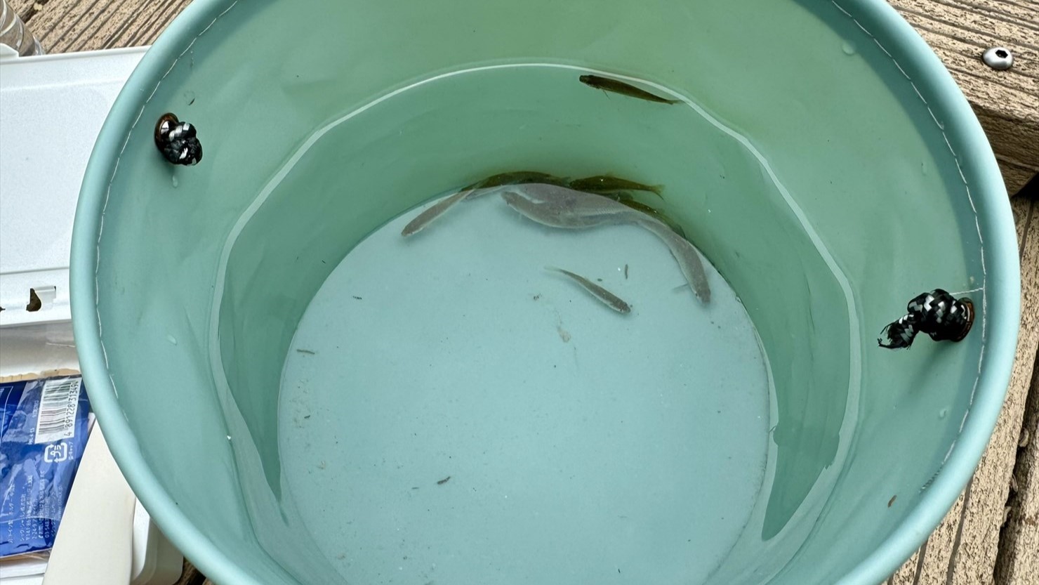 入れ食い状態だったクチボソ