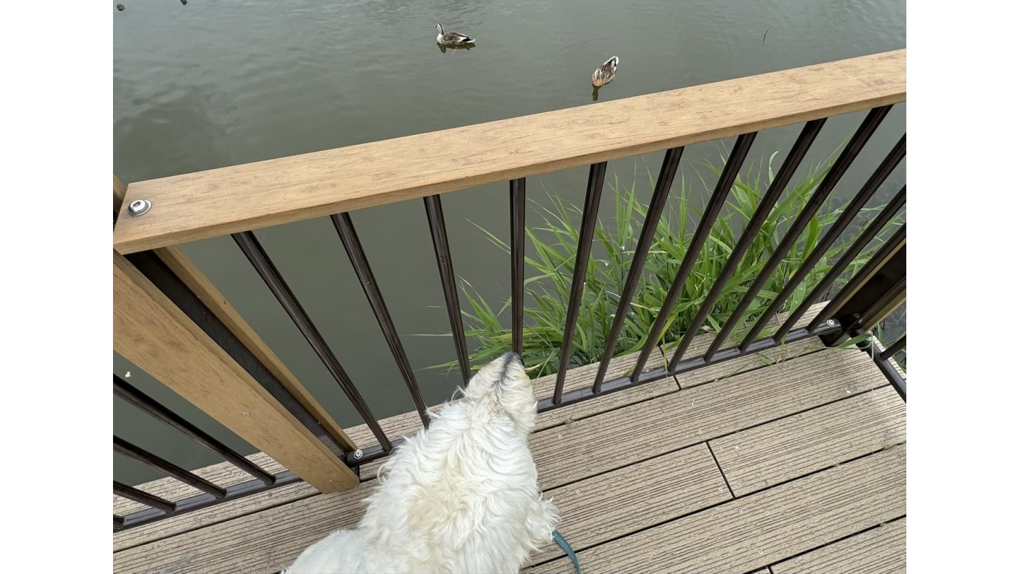 泰楽を怖がらずに近づいてくるカルガモ