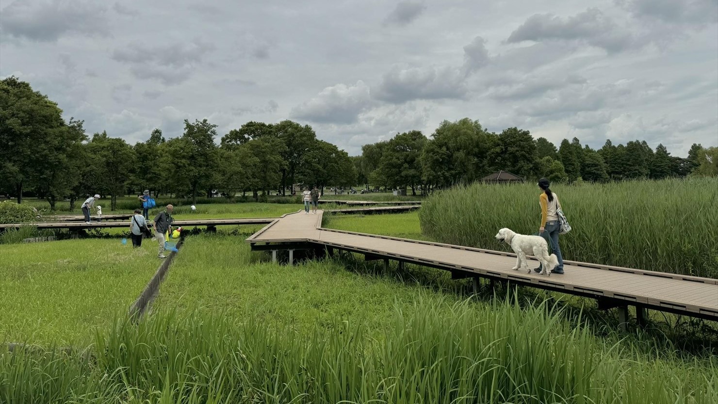 舎人公園のショウブ田はお休み中の模様。親子連れがバッタを獲っていた
