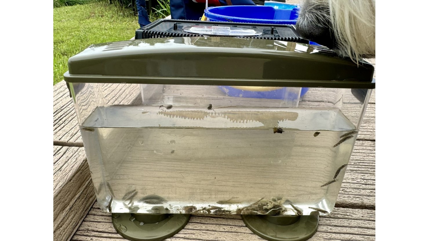 ショウブ田では2cmくらいのハゼの赤ちゃんのような魚がたくさん獲れていた