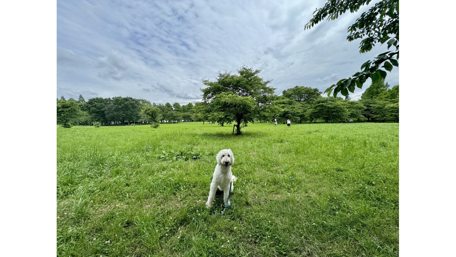 舎人公園のお花見広場。見渡す限り桜、桜、桜の木