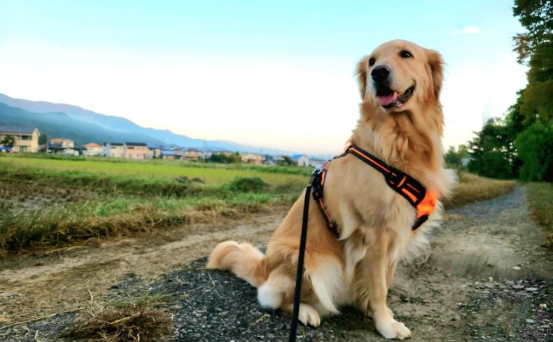 「ゴールデンレトリバー」は飼いやすいって本当？飼い主の私が特徴や飼い方を紹介