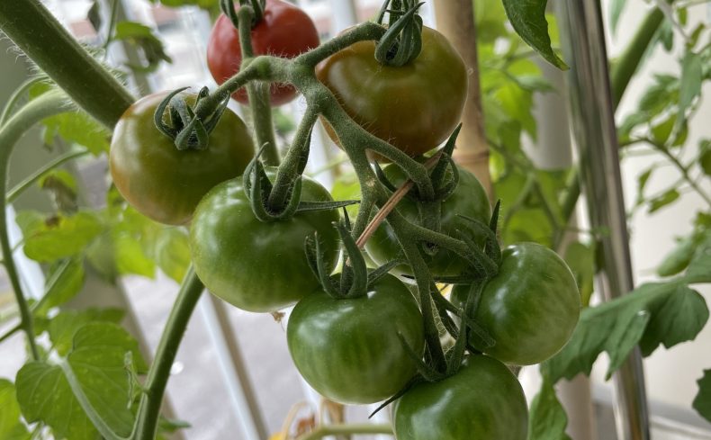 家庭菜園で「トマト」を栽培してみよう！育て方や元料理人おすすめのレシピも紹介