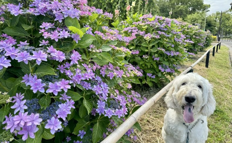 篠崎公園（江戸川区）のドッグランで遊ぼう！～椎名前太の犬と楽しむ公園ガイド